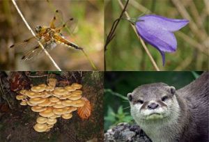  - Microevolução explica aumento da diversidade animal após dilúvio Biodiversidade